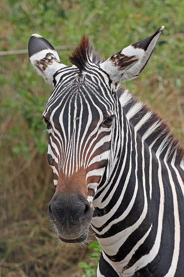 Zebra portrait