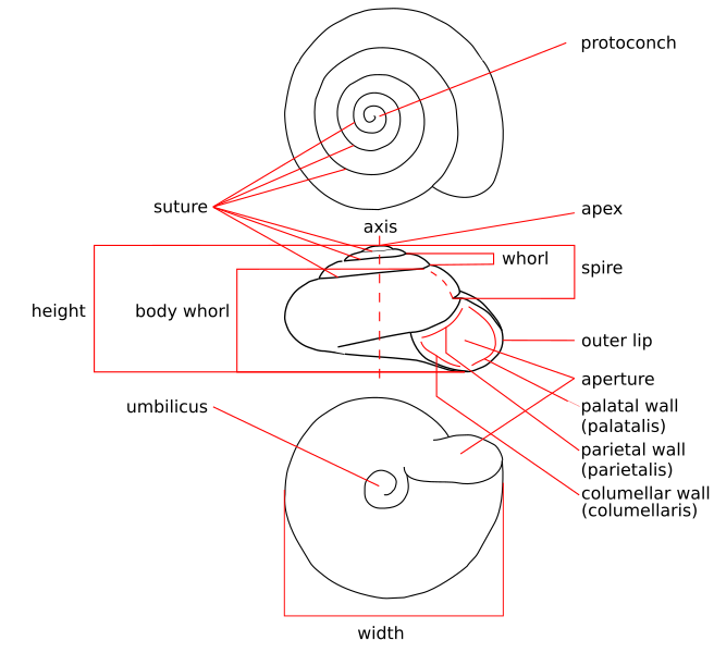 File:Zonitoides nitidus drawing en.svg