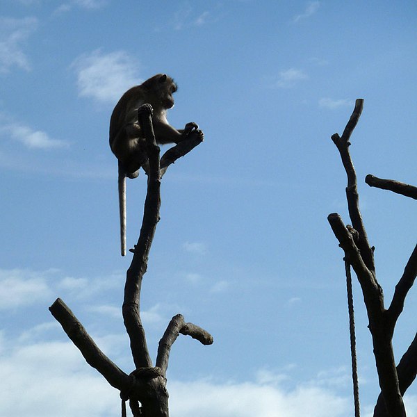 File:Zoo Tábor-Větrovy, makak 02.jpg