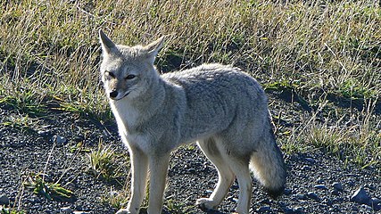 Le renard gris d'Argentine adulte ne pèse guère plus de 3 kilos (Pseudalopex griseus).