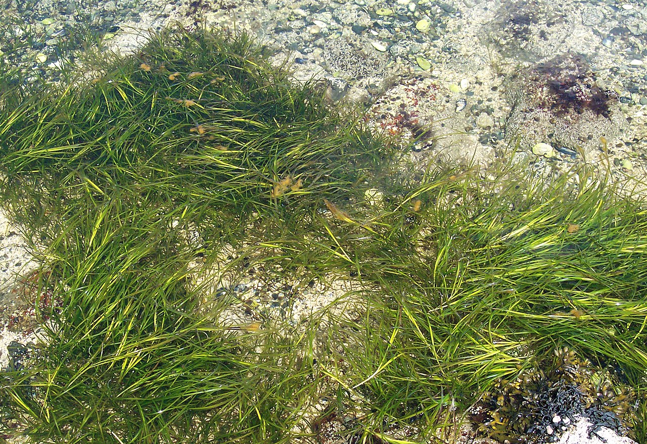 Zostera.jpg