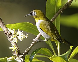 Melnpieres baltactiņa (Zosterops atricapilla)