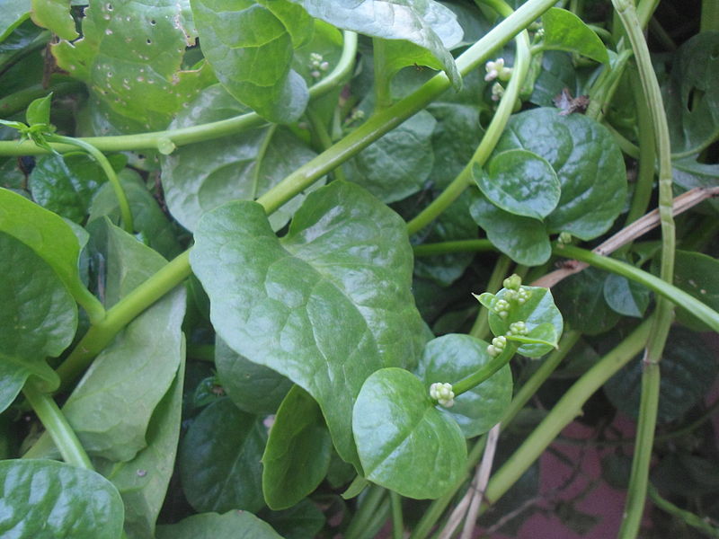 File:(Basella alba) Malabar spinach at Bandlaguda 02.JPG