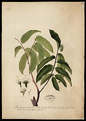 (Cnepia myrtifolia, Benth)