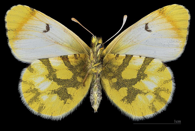 Archivo:(MHNT) Anthocharis belia - Lagorce (Ardèche) France - female ventral.jpg