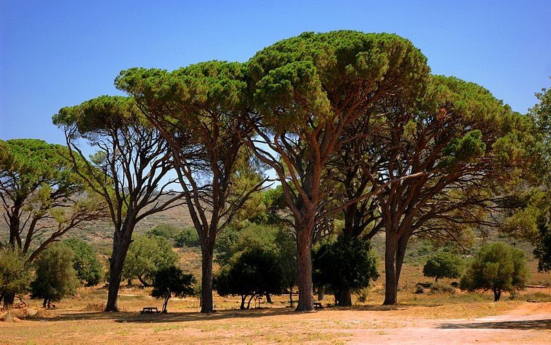 File:Α unique kind of pine tree in Crete, Greece - panoramio.jpg