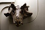 Миниатюра для Файл:Голова древнего млекопитающего.JPG