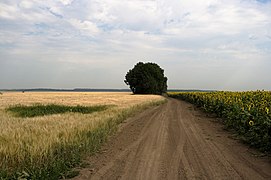 Дорога з Глинського на Більськ