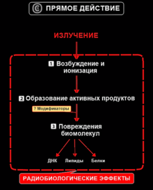 Контрольная работа: Формы трудовой деятельности Нормирование ионизирующего излучения