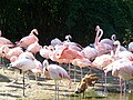 Розе фламинго