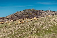 Стадо овци со ридот Костомар во позадина 2.jpg