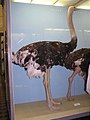 Русский: Зоологический музей в Санкт-Петербурге. Южный страус