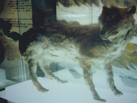 Canis lupus hattai