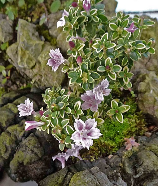 File:粉花六月雪 Serissa japonica (Serissa foetida) 'Pink' -香港青松觀蘭花展 Tuen Mun, Hong Kong- (14912743114).jpg