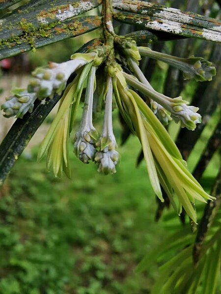 File:臺灣粗榧 - 溪頭自然教育園區 Cephalotaxus wilsoniana - Xitou Nature Education Area, Taiwan 20220316205506 02.jpg