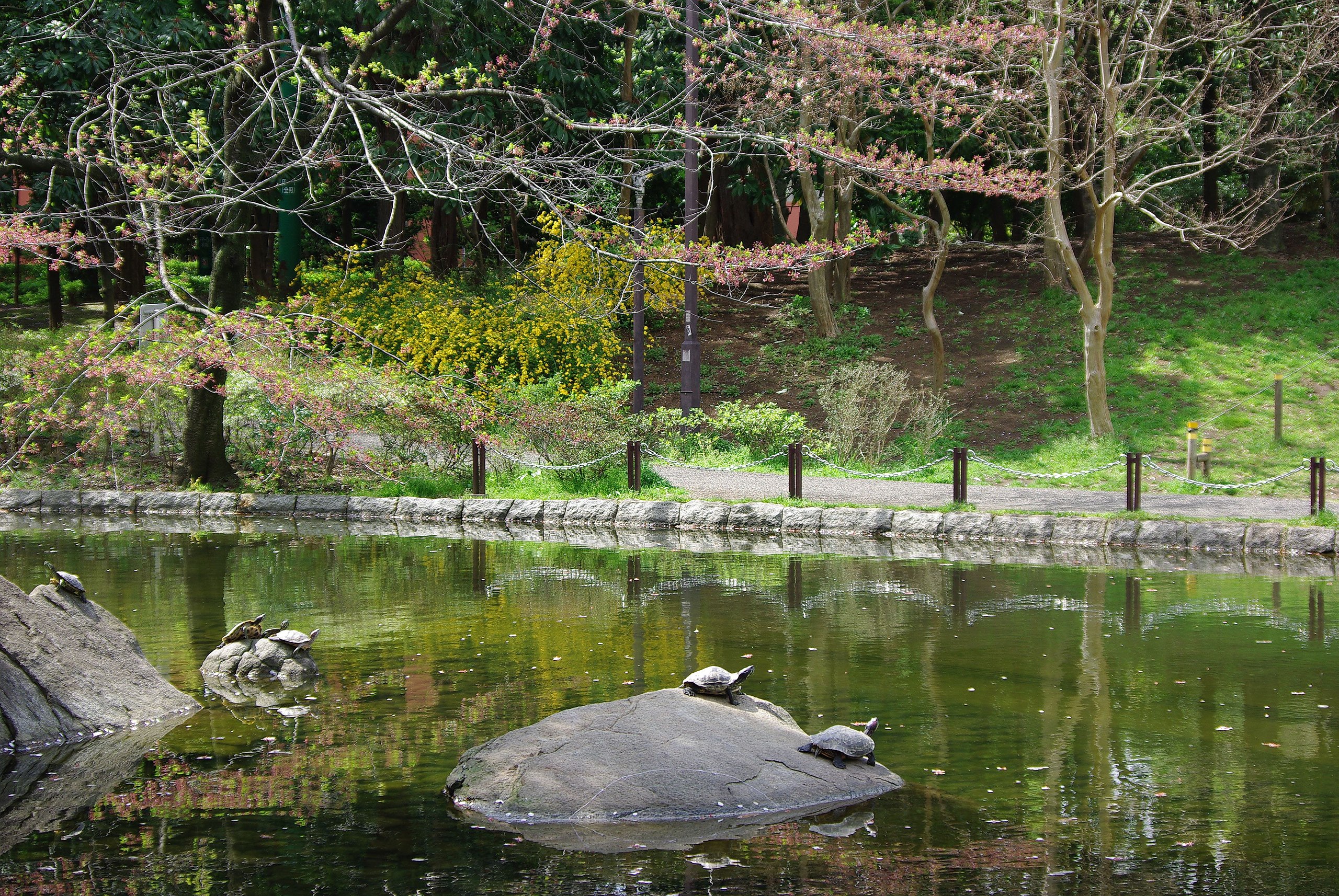 File 蚕糸の森公園の亀 Turtles In Sanshi No Mori Park Panoramio Jpg Wikimedia Commons