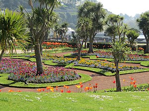 Cordyline Australis