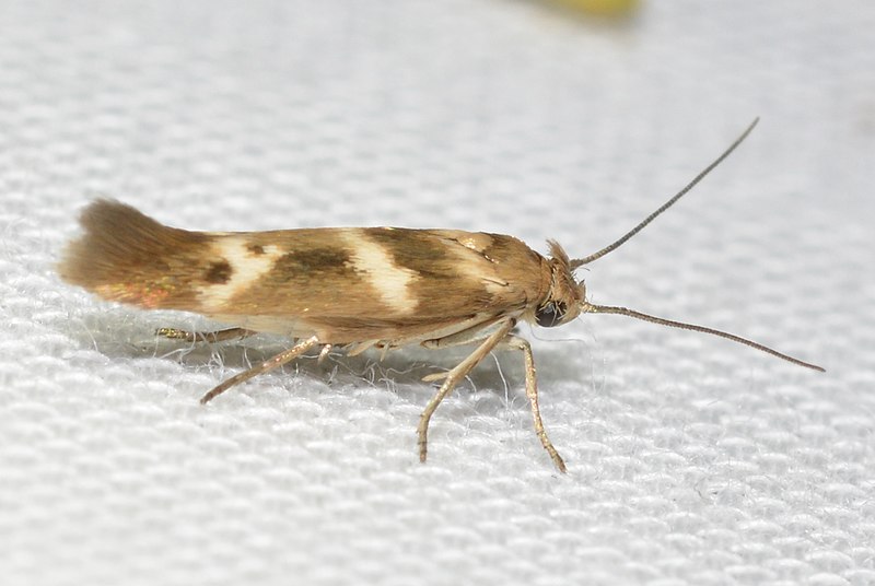 File:- 1678 – Scythris trivinctella – Banded Scythris Moth (probable) (29219038187).jpg