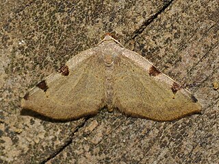 <i>Heterophleps triguttaria</i> Species of moth