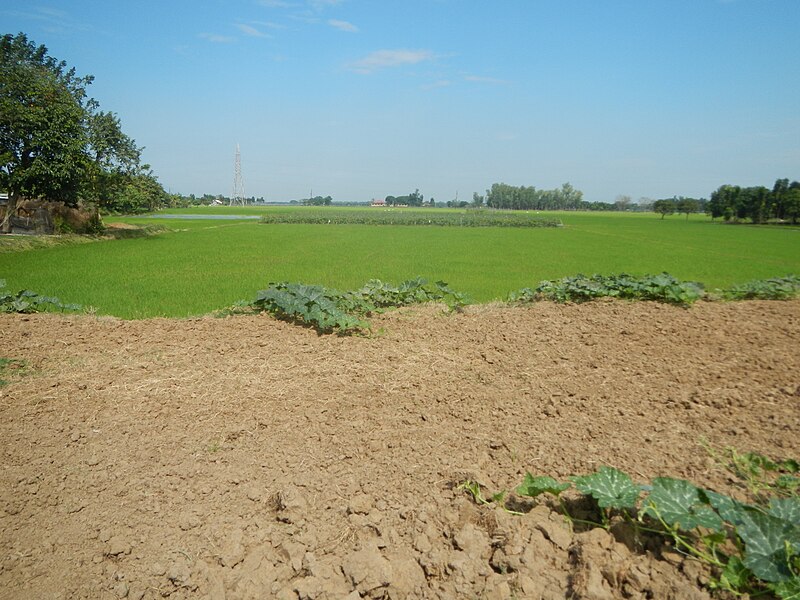 File:02388jfDalayap Paddy Rice Fields Roads Welcome Candaba Pampangafvf 24.JPG