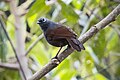 0A2A3704 Sunda Laughingthrush.jpg