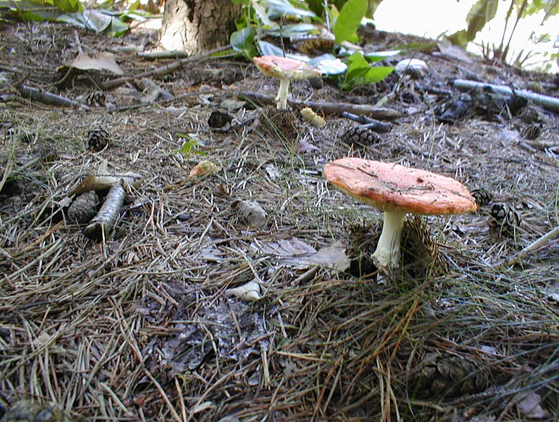 File:20041010 Baarlo Paddestoelen 31 (10026635025).jpg