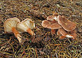 Clitocybe squamulosa