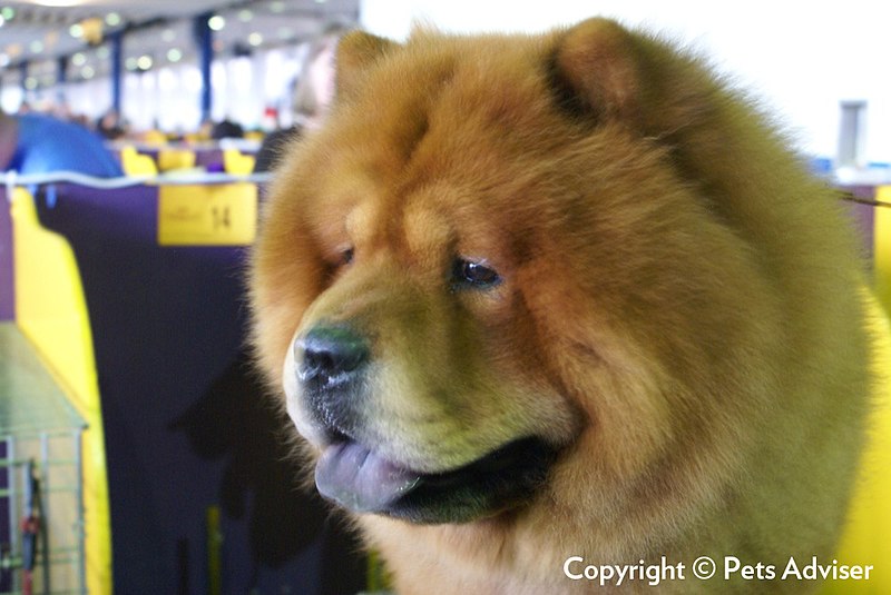 File:2013 Westminster Kennel Club Dog Show (8466649102).jpg