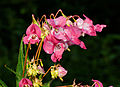 * Nomination Impatiens glandulifera --ComputerHotline 13:31, 22 August 2014 (UTC) * Decline Too harsh lighting. --Mattbuck 19:57, 25 August 2014 (UTC)