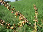 20140424Rumex acetosa1.jpg