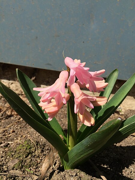 File:2015-04-12 11 13 37 Pink hyacinth on Terrace Boulevard in Ewing, New Jersey.jpg