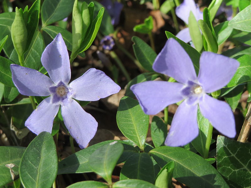 File:20150412Vinca minor2.jpg