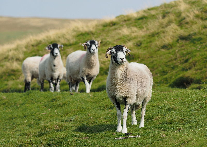 File:2015 Swaledale Sheep.jpg