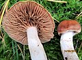 Cortinarius poecilopus