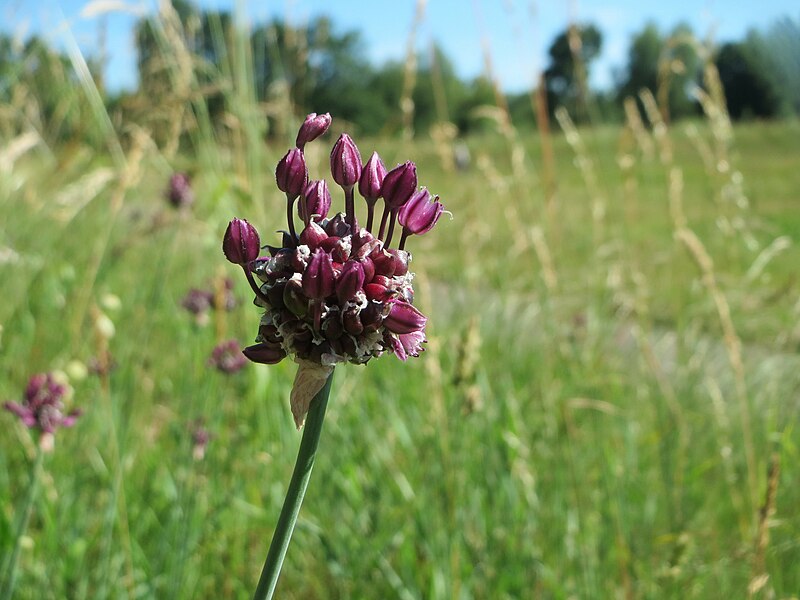 File:20170611Allium vineale2.jpg