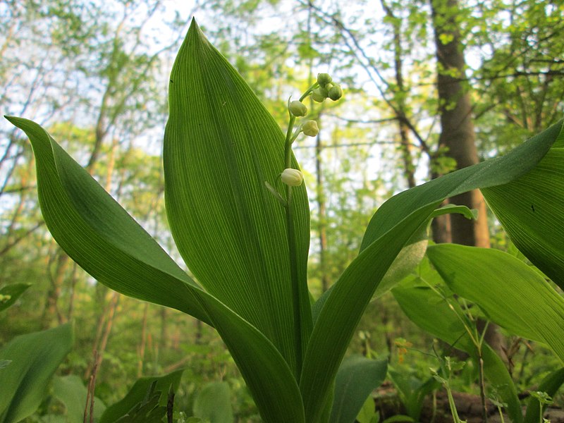 File:20180421Convallaria majalis4.jpg