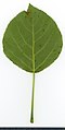 * Nomination Populus. Leaf abaxial side. --Knopik-som 02:48, 6 October 2021 (UTC) * Promotion  Support Good quality -- Johann Jaritz 02:55, 6 October 2021 (UTC)