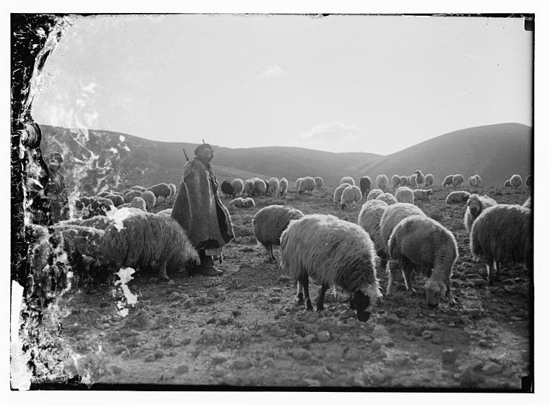 File:23rd Psalm, sheep LOC matpc.10092.jpg