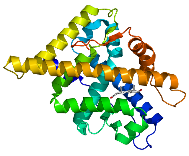 Androgen receptor - Wikipedia