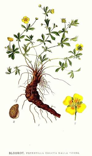 Potentilla Erecta: Descripción, Usos, Taxonomía