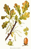 368 Quercus robur.jpg
