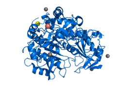 Structure of tripeptidyl peptidase 1 (TPP1) enzyme for which cerliponase alfa is a replacement for. 3EE6.png