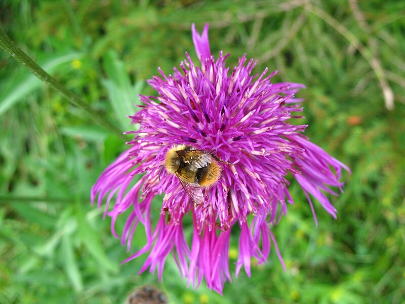 File:4928 - Mürren-Gimmelwald - Apoidea on Flower.JPG