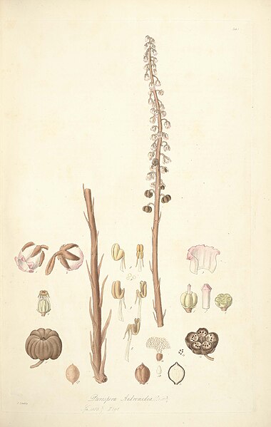 File:5 Pterospora andromedea - John Lindley - Collectanea botanica (1821).jpg