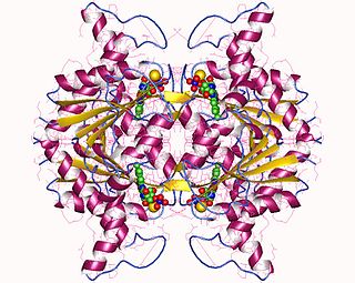 <span class="mw-page-title-main">NAD(P)H dehydrogenase (quinone)</span>