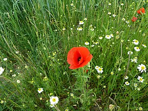 Papaver rhoeas