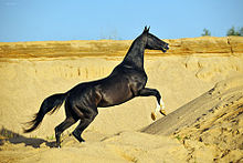 In een woestijnlandschap, een galopperend paard in profiel;  het is helemaal zwart.