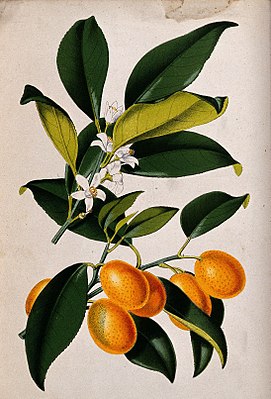 En kumquat-twiig mä bloosen an früchten