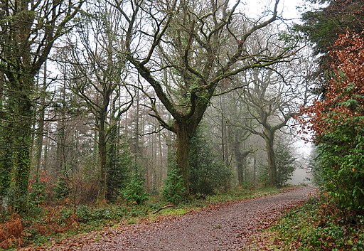 Abbeyford Woods