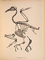 Abbildungen von Vogel-Skeletten (Tafel XXIX) (6835673994).jpg